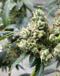 Understanding the Landscape of Weed Seeds BC