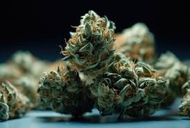 Understanding the Landscape of Weed Seeds BC